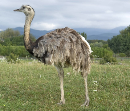 在陰天的氛圍Greater Rhea