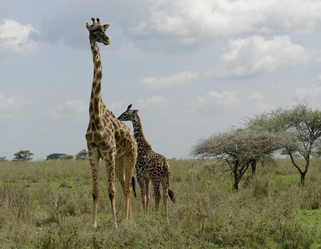老和年輕的Giraffe