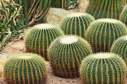 仙人掌在Desert