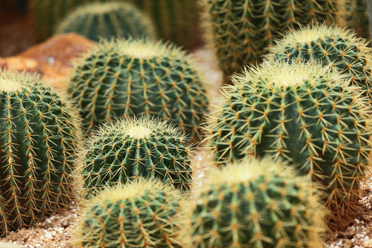 仙人掌在Desert