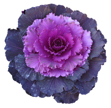 紫甘藍(lán)花