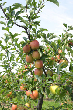 夏季蘋果園；彩色蘋果覆蓋