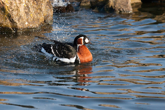 紅胸黑雁（Branta ruficollis）