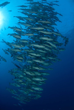 魚融合