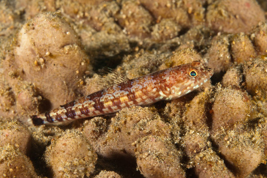 redband狗母魚