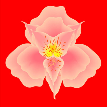 網(wǎng)狀蘭花粉紅色對(duì)紅色背景