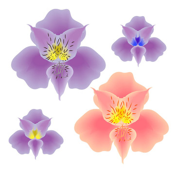 花朵、蘭花、粉紅色和紫羅蘭的收集網(wǎng)