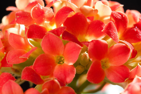 小紅花