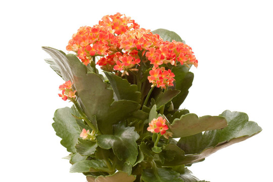 紅色的小花朵