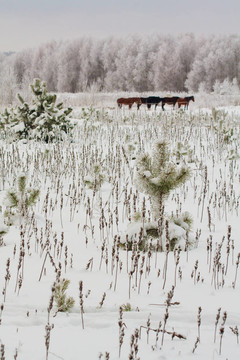 下雪的冬天