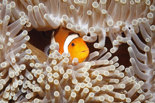 小丑魚