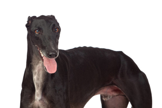 靈緹犬