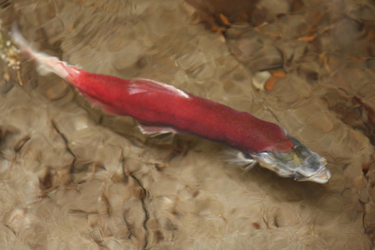 大馬哈魚(yú)的產(chǎn)卵