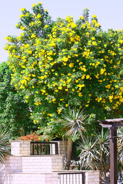 熱帶花園