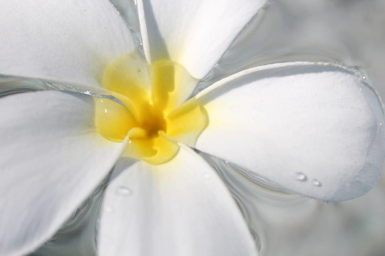 雞蛋花