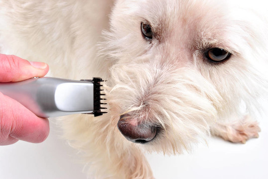 修剪自己的年輕的蘇格蘭梗犬