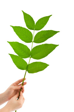 手和植物