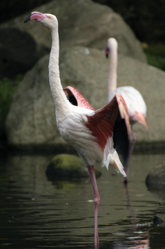 火烈鳥起飛