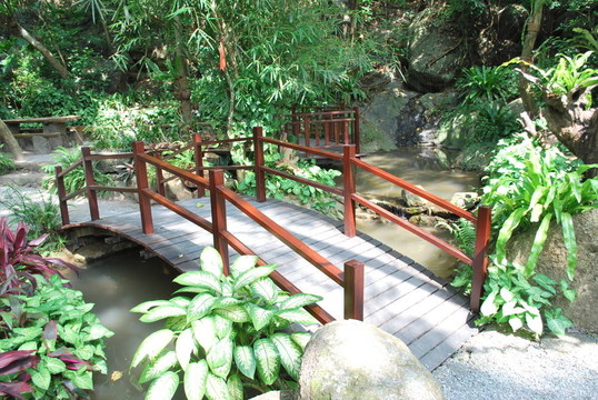 熱帶的橋