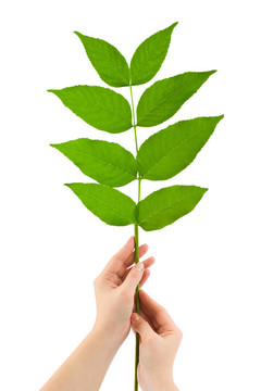 手和植物