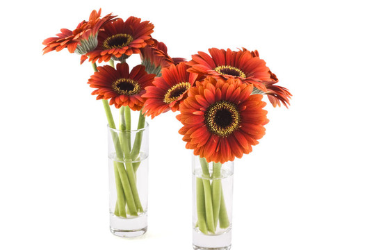 Gerbera。