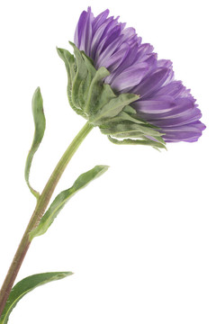 中國紫菀