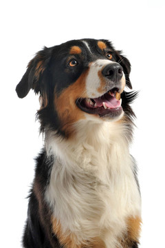 澳大利亞牧羊犬