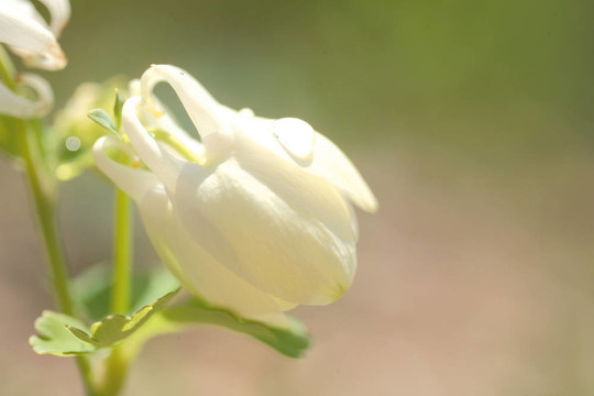 花節(jié)