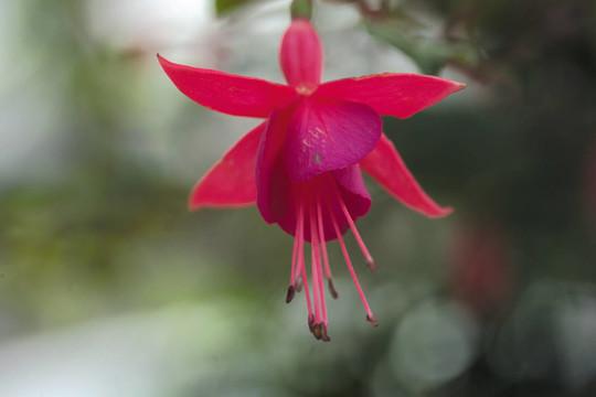 花節(jié)