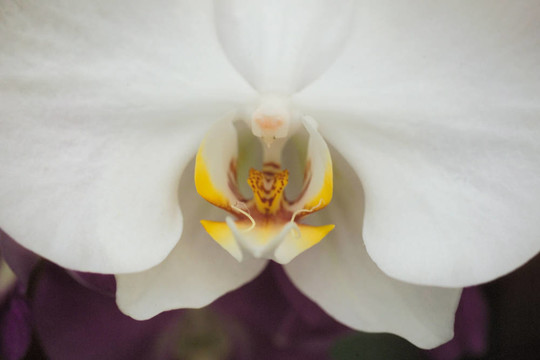 花節(jié)