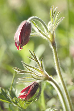 花節(jié)