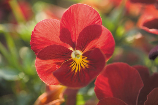 花節(jié)