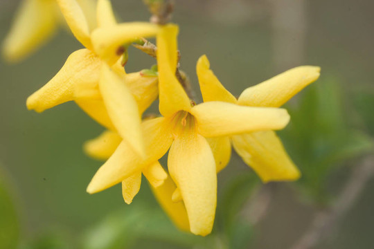花節(jié)