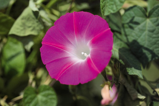 花節(jié)