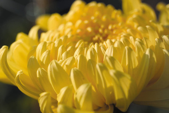 花節(jié)