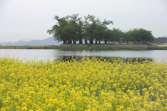 花節(jié)