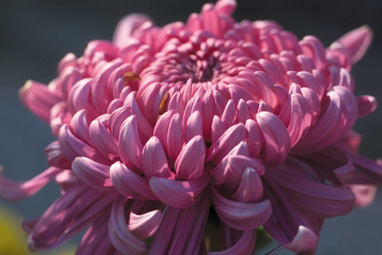 花節(jié)