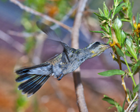 女藍喉蜂鳥喂食