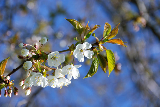 櫻花