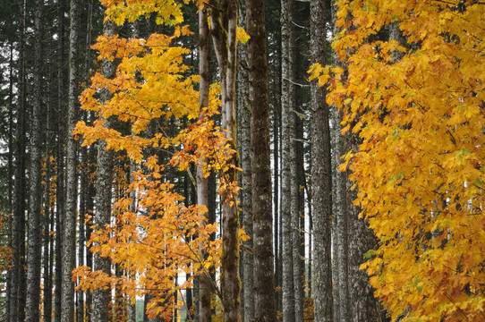 十月森林里的秋天的树