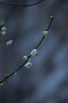 梅花