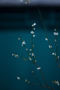 梅花