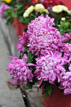 菊花  花卉