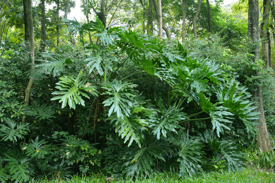 公園綠化