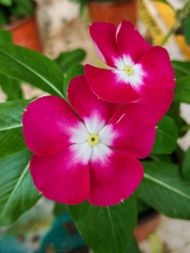 長(zhǎng)春花
