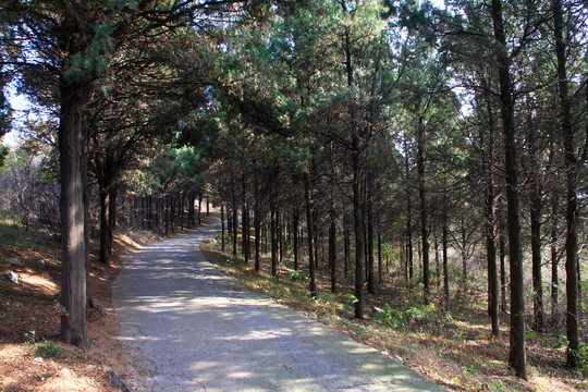 林間小路