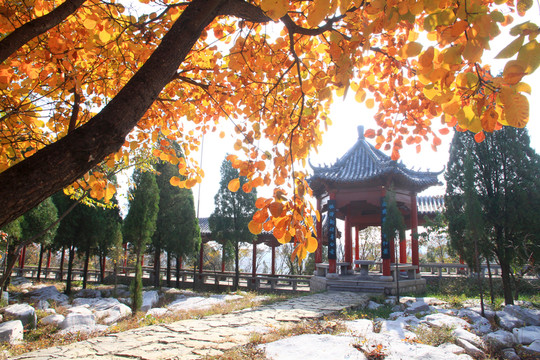 紅葉 涼亭