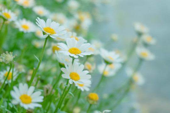 白菊花