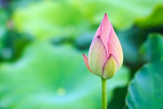 含苞待放