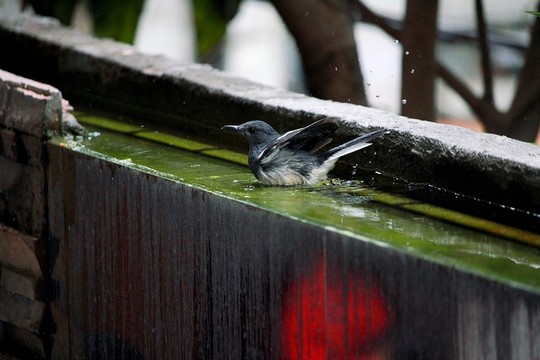 鳥洗澡